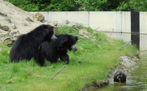 Кровавый зоопарк: когда в хищниках просыпается животный инстинкт