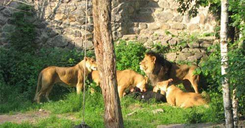 Кровавый зоопарк: когда в хищниках просыпается животный инстинкт