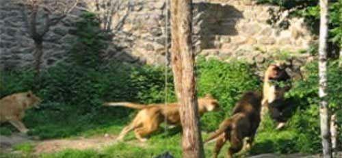 Кровавый зоопарк: когда в хищниках просыпается животный инстинкт