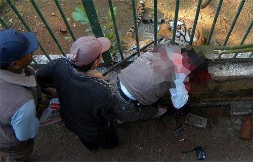 Кровавый зоопарк: когда в хищниках просыпается животный инстинкт