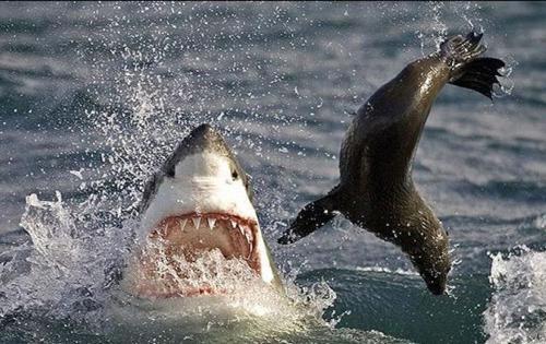 Кровавый зоопарк: когда в хищниках просыпается животный инстинкт