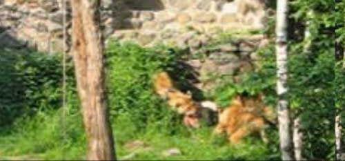 Кровавый зоопарк: когда в хищниках просыпается животный инстинкт