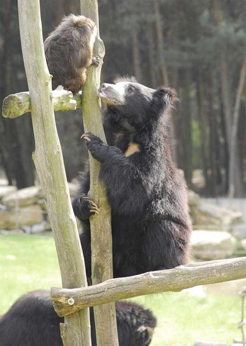 Кровавый зоопарк: когда в хищниках просыпается животный инстинкт