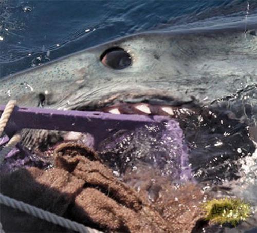 Кровавый зоопарк: когда в хищниках просыпается животный инстинкт