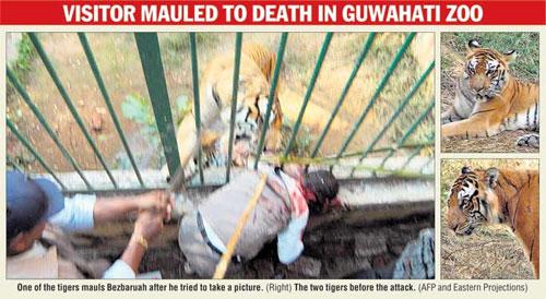 Кровавый зоопарк: когда в хищниках просыпается животный инстинкт