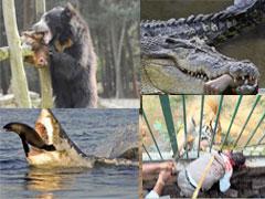 Кровавый зоопарк: когда в хищниках просыпается животный инстинкт