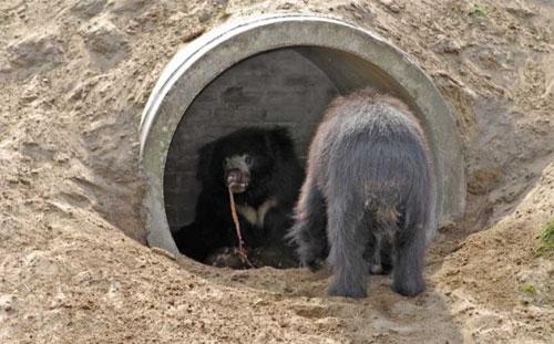 Кровавый зоопарк: когда в хищниках просыпается животный инстинкт