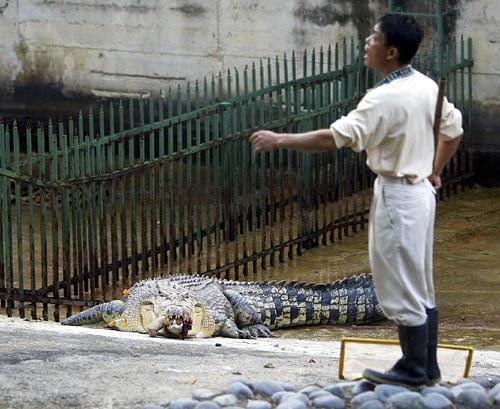 Кровавый зоопарк: когда в хищниках просыпается животный инстинкт