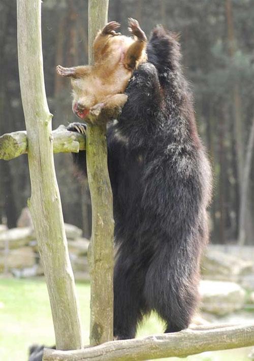 Кровавый зоопарк: когда в хищниках просыпается животный инстинкт