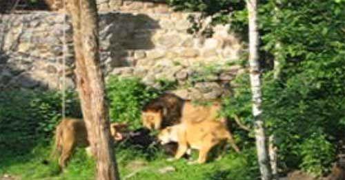 Кровавый зоопарк: когда в хищниках просыпается животный инстинкт