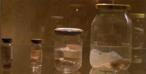 В «кабинете радости» показывают младенцев в банках