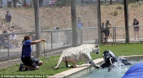 От бенгальского тигра дрессировщика спас надувной дельфин