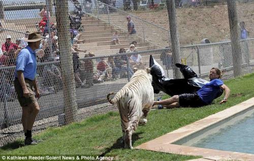 От бенгальского тигра дрессировщика спас надувной дельфин