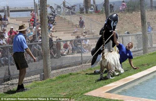 От бенгальского тигра дрессировщика спас надувной дельфин