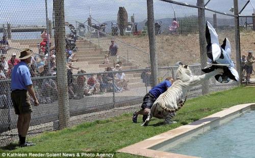 От бенгальского тигра дрессировщика спас надувной дельфин