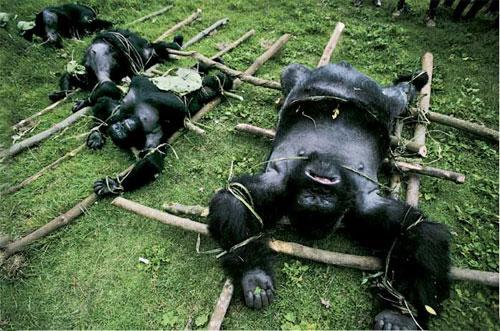 Лучшие фотографии 2007 года глазами блоггеров