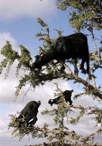 Лучшие фотографии 2007 года глазами блоггеров