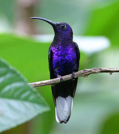 150 самых красивых птиц в мире. Часть 3