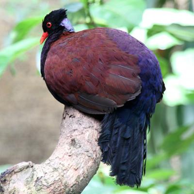 150 самых красивых птиц в мире. Часть 3