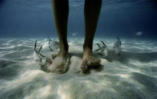 Вымирающий подводный мир Дэвида Дубиле