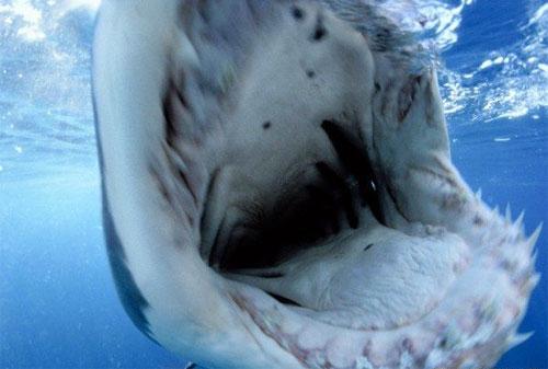 Вымирающий подводный мир Дэвида Дубиле