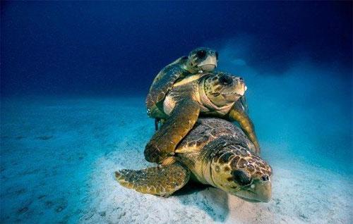 Вымирающий подводный мир Дэвида Дубиле