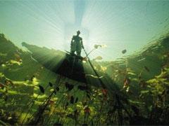 Вымирающий подводный мир Дэвида Дубиле