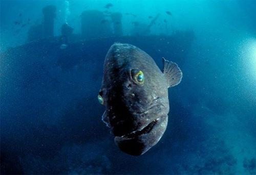 Вымирающий подводный мир Дэвида Дубиле