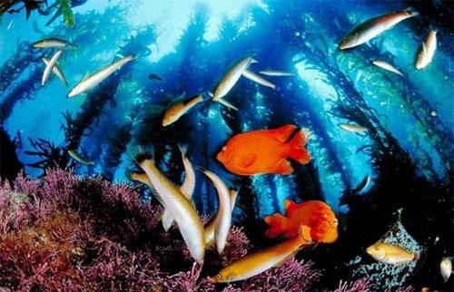 Вымирающий подводный мир Дэвида Дубиле