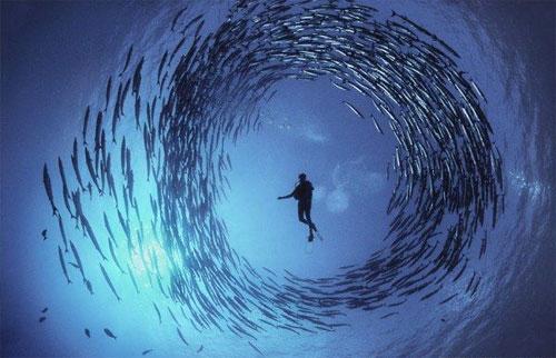 Вымирающий подводный мир Дэвида Дубиле