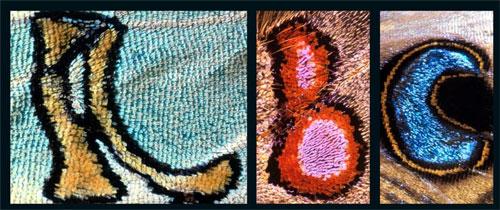 Удивительный алфавит нарисован на крыльях бабочки