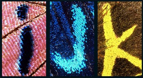 Удивительный алфавит нарисован на крыльях бабочки