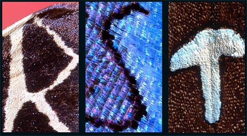 Удивительный алфавит нарисован на крыльях бабочки