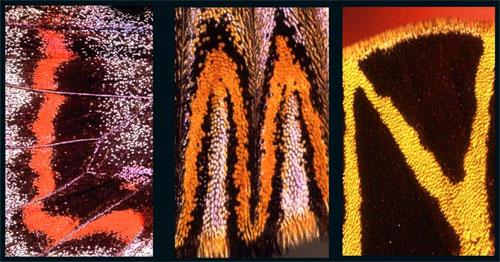 Удивительный алфавит нарисован на крыльях бабочки