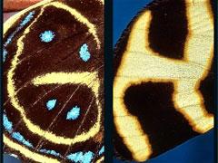 Удивительный алфавит нарисован на крыльях бабочки