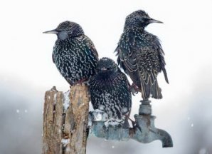 Всемирный конкурс садово-парковой фотографии