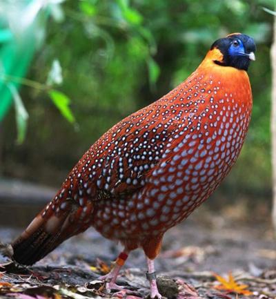 Самые необычные и редкие животные планеты