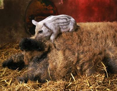 Самые необычные и редкие животные планеты