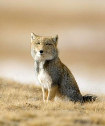 Самые необычные и редкие животные планеты