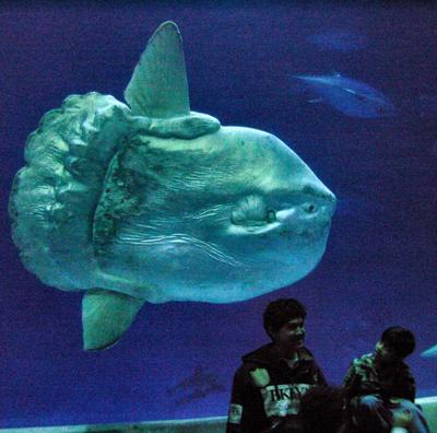 Самые необычные и редкие животные планеты