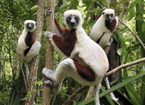 Самые необычные и редкие животные планеты