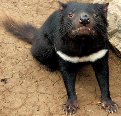 Самые необычные и редкие животные планеты