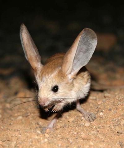 Самые необычные и редкие животные планеты