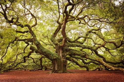 17 самых великолепных деревьев в мире