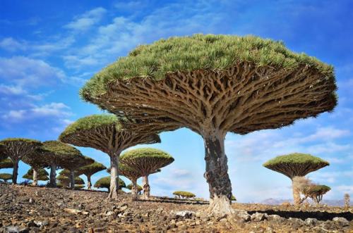 Драконово дерево, Йемен