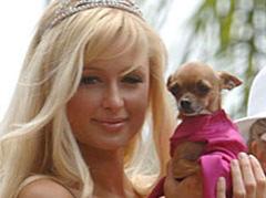 Собак знаменитостей пустили … на шерстяные игрушки