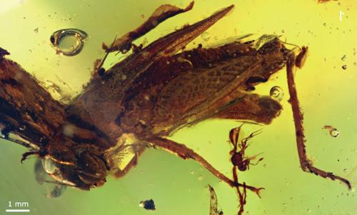 Новые виды животных, открытые в 2014 году