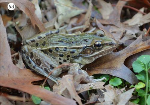 Новые виды животных, открытые в 2014 году