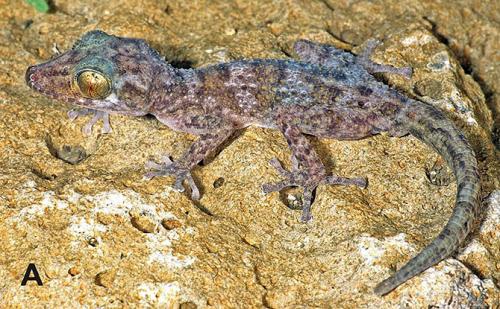 Новые виды животных, открытые в 2014 году