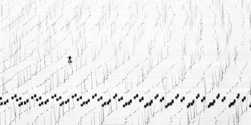 «Бесконечные водорослевые фермы», Сяпу, Китай, высший бал за аэрофотоснимок. Автор фото: Зай Яр Лин.